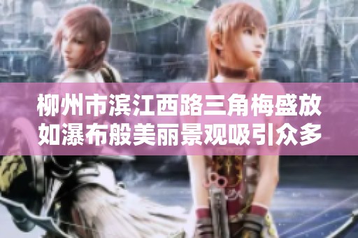 柳州市滨江西路三角梅盛放如瀑布般美丽景观吸引众多游客